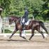 Tennessean Dressage Show at Brownland Farm